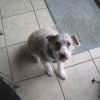 My dog!
