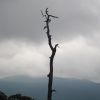 Ragged Tree