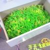 knex