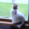 Cat...taking a break