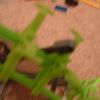 roller_coaster_1-15-09_222