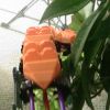 The Jungle Beast