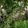The Jungle Beast